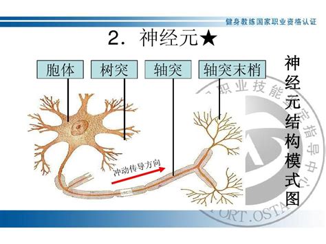 运动系统一肌肉word文档在线阅读与下载无忧文档