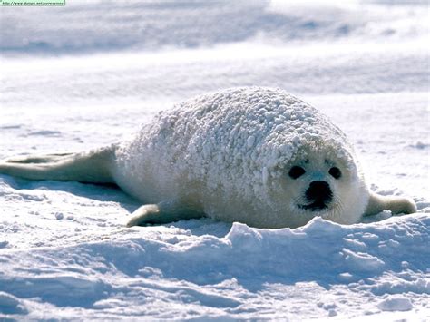 Seals photos (I)