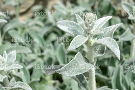 Lambs Ears Turkish Lambs Ear Stachys Byzantine Woolly Hedgenettle Close