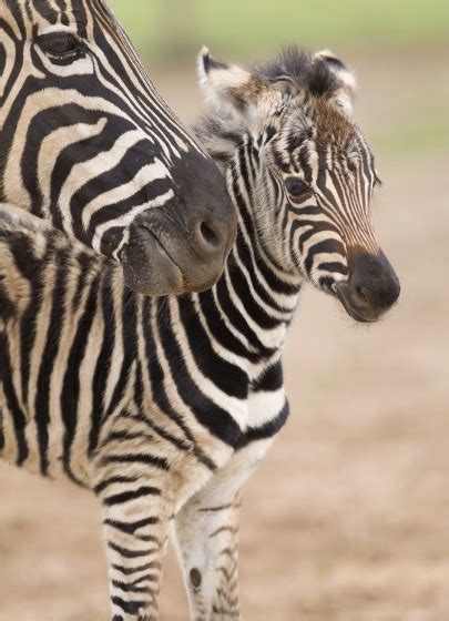 Spunky Zebra Foal Springs Into The World Zooborns