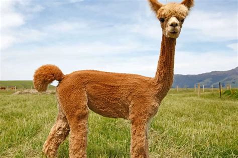 The Cultural Significance Of Alpacas In South America Worlds Finest Wool