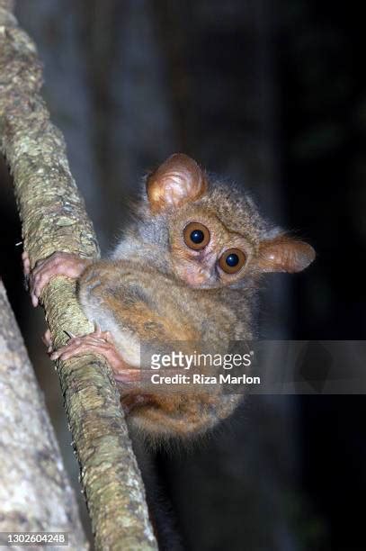 Spectral Tarsiers Photos and Premium High Res Pictures - Getty Images