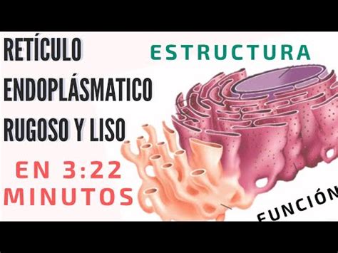 El Reticulo Endoplasm Tico Rugoso Y Liso Facil Ret Culo Endopl Smico