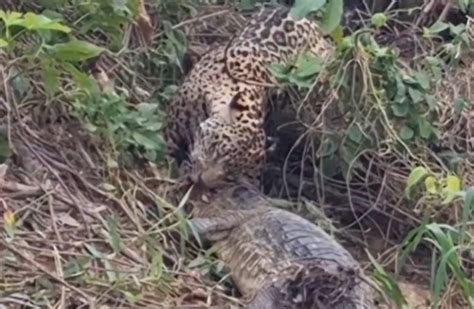 Batalha Continua Luta Violenta Entre On A E Jacar Mostra Quem