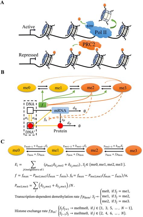 Chromatin Model Of Prc Tatget Gene A Illustration Diagram Of Two