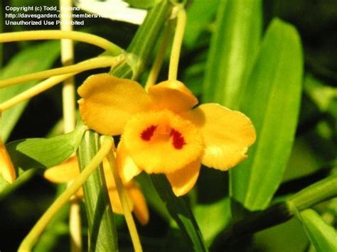 Plantfiles Pictures Species Orchid Dendrobium Golden Yellow Flowered