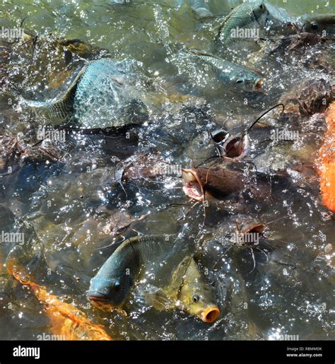 Feed Fish Many Fish Feed Food A Lot Of Feeding Catfish Tilapia