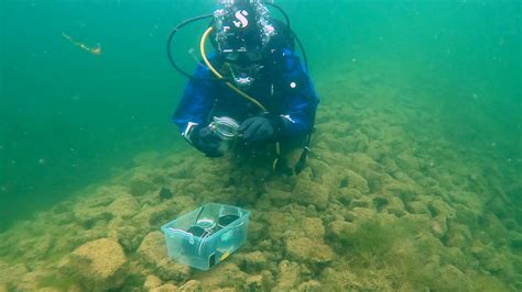 JoVE | Peer Reviewed Scientific Video Journal - Methods and Protocols ... 