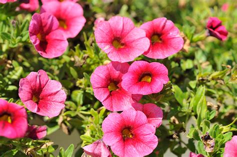 Colibri Malibu Pink Calibrachoa (Calibrachoa 'Colibri Malibu Pink') in ...