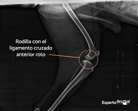 Ligamento Cruzado Roto Perro Speedworldhobao Es