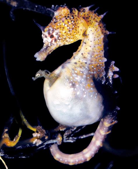 Male Seahorses Act Like Pregnant Mammals Study Suggests Live Science