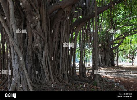 Indian Banyan Tree Ficus Benghalensis Roots Havana Cuba Stock Photo