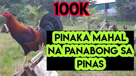 Pinaka Mahal Na Panabong Na Manok Sa Pinas At Saan Nag Mula Ang Pag