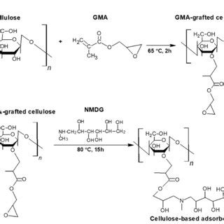 Reaction Mechanism Of A Gma Grafting And B Nmdg Attachment