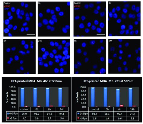 Presence of γH2AX foci on LIFT printed breast cancer cells at 532 nm