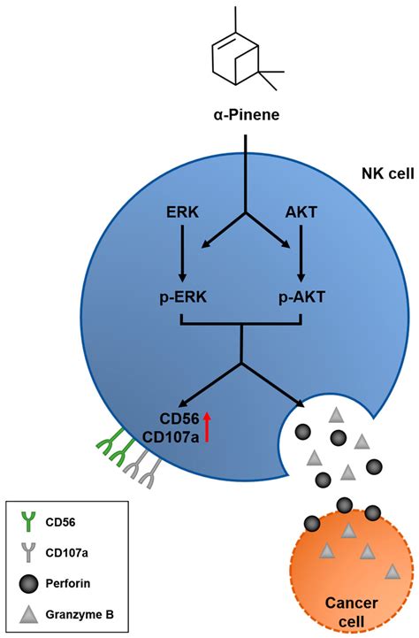 Ijms Free Full Text α Pinene Enhances The Anticancer Activity Of