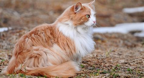 What A Cats Coat Can Tell You About His Health Petful