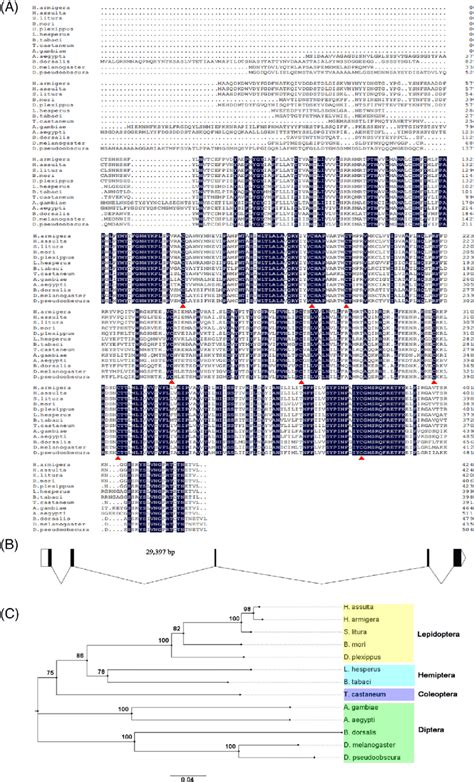 The Sequence Alignment Schematic Representation And Phylogenetic