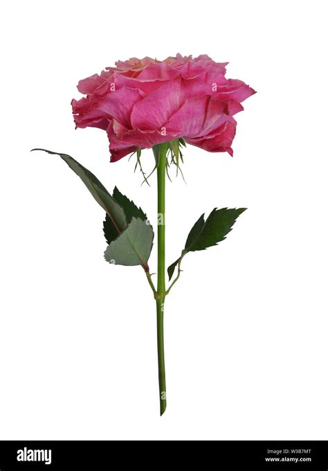 Beautiful Single Pink Rose Isolated On White Background Stock Photo Alamy