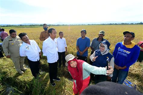 Foto Maros Lumbung Beras Sulsel Presiden Surplus Panen Bisa Untuk