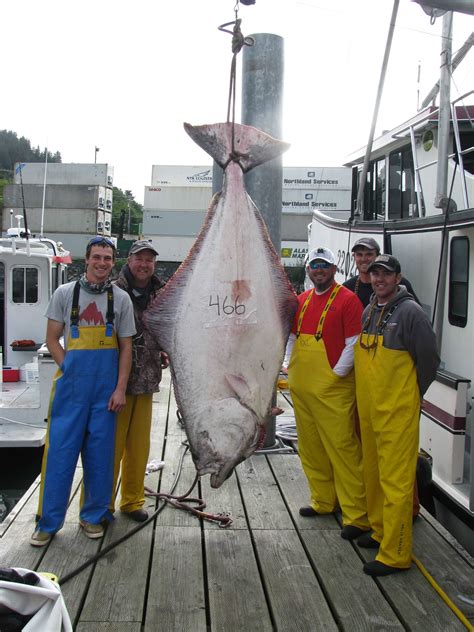 Alaskan Halibut Record