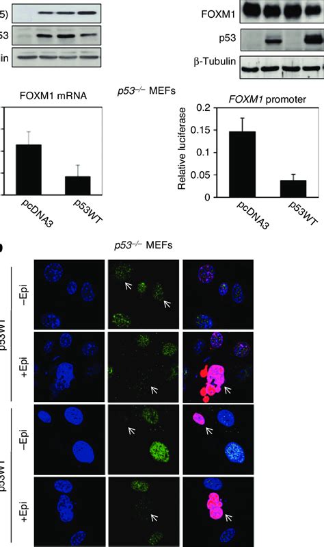 P Represses Foxm Expression And Induces Apoptosis In The Presence Of