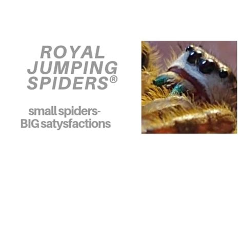 Royal Jumping Spiders Pet Breeder London