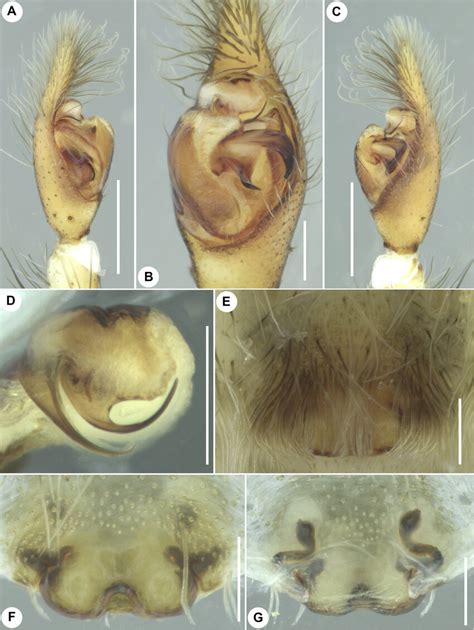 Hippasa Agelenoides Simon 1884 Male And Female Genitalia