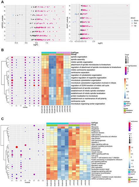 Exploring The Mechanism Of Resistance To Sorafenib In Two