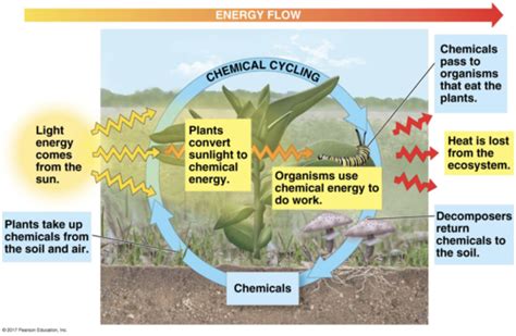 Bio 130 Chapter 55 Ecosystem Ecology Flashcards Quizlet