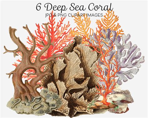 Coral Reef Clipart Png