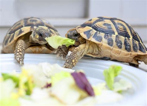 Turtles 101 How To Clean And Care For Your Turtles Tank Petmd