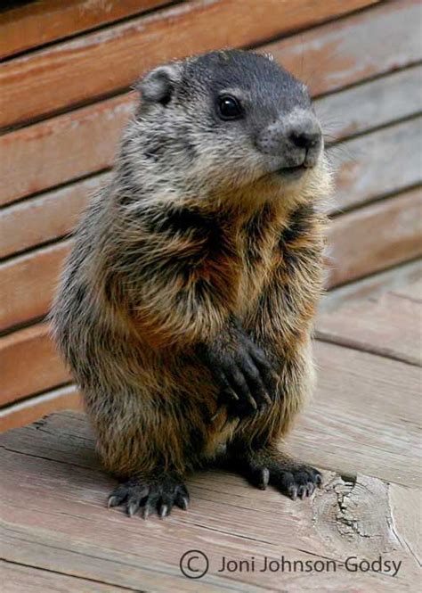 Cute Baby Groundhog