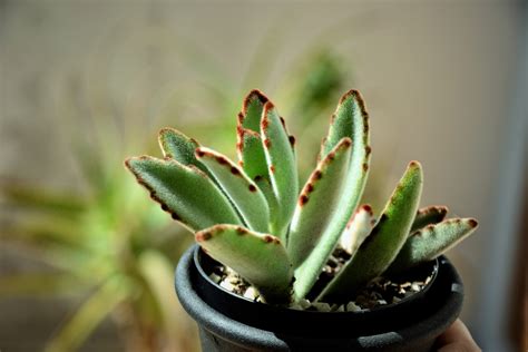 Conheça a suculenta orelha de gato e cultive essa planta aveludada no