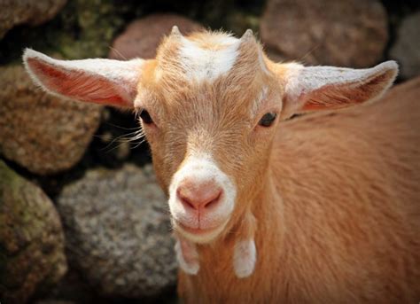 Why Do Goats Have Wattles