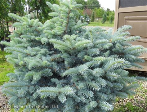 Spruce Dwarf Globe Blue Cheyenne Tree Farm Trees Shrubs Perennials Edmonton Nursery