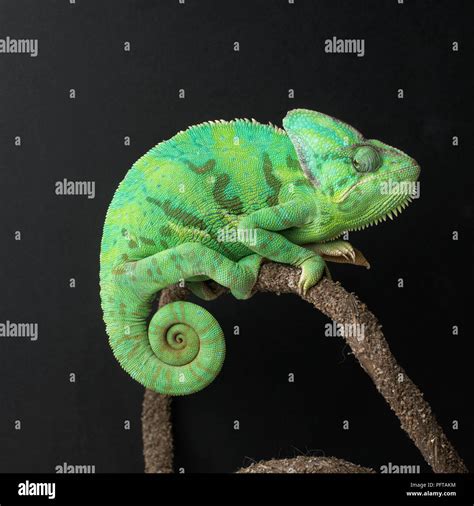 Yemen Chameleon Veiled Chameleon Chamaeleo Calyptratus Stock Photo