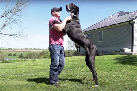 'Gentle Giant' Great Dane Officially Recognized as Tallest Living Dog