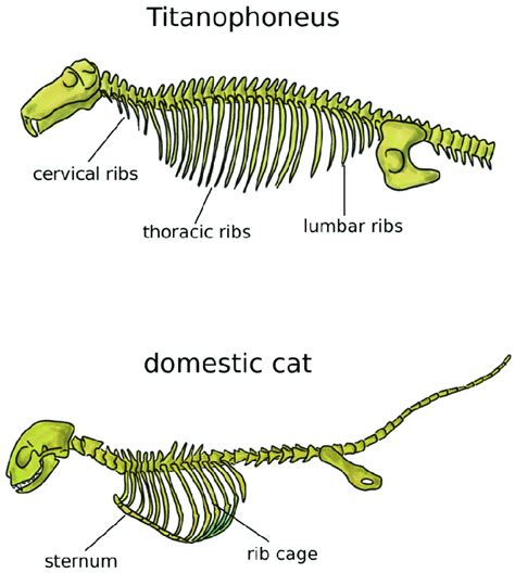 Axial skeleton of a reptile, the extinct Titanophoneus (top, tail not ...