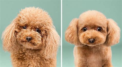 Before and after photos of incredible dog grooming transformations