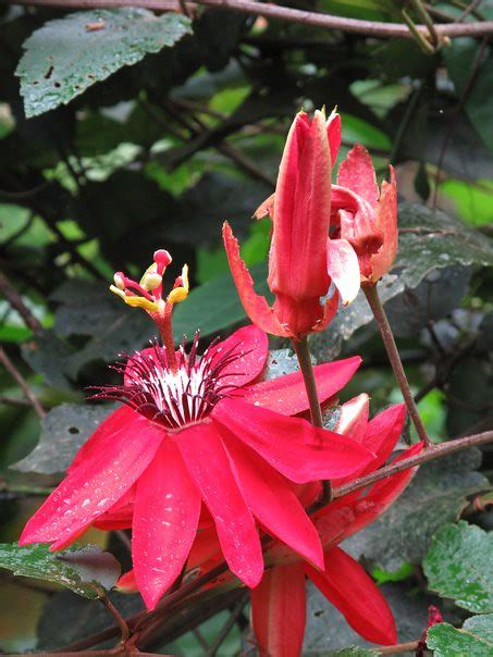 Panama Flower Flor Panama Travel Group Flickr