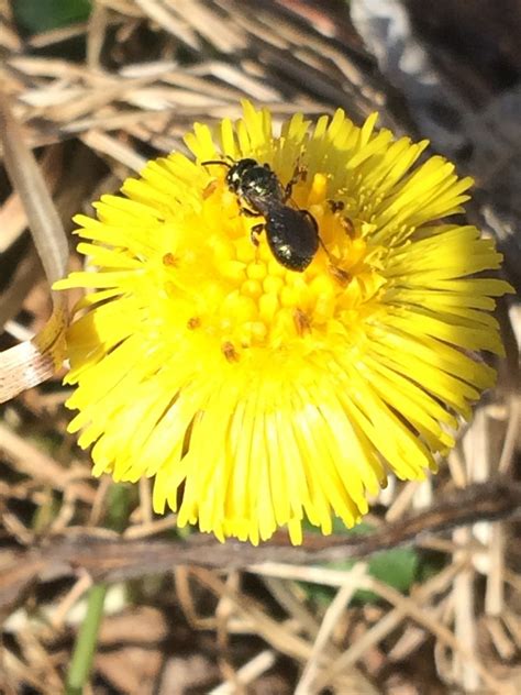 Ceratina Calcarata Ceratina Calcarata Picture Insect