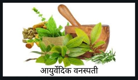 Ayurvedik Vanaspati Information In Marathi । आयुर्वेदिक वनस्पतींचे