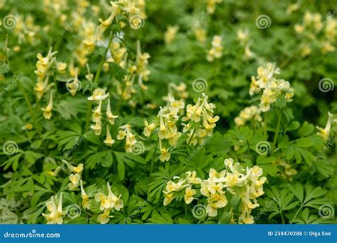 Pseudofumaria Lutea Syn Corydalis Lutea Royalty Free Stock Image