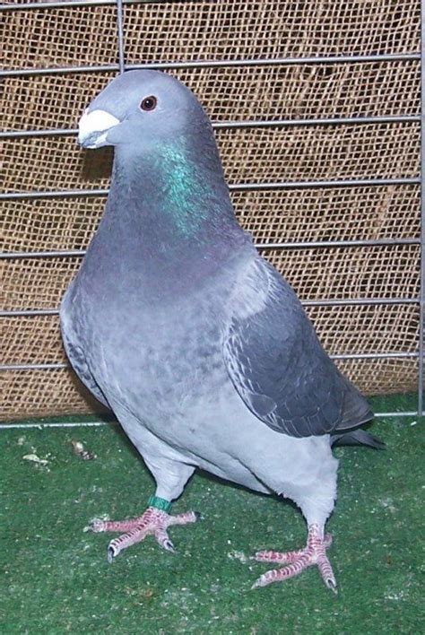 Picture Pigeon Breeds Pet Birds Racing Pigeons