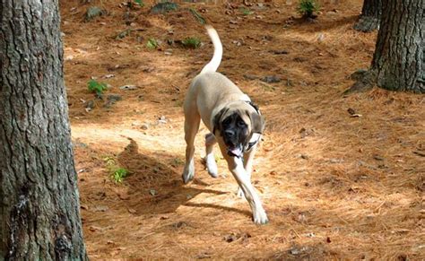 Mastiff Caractère Origine Conseils Délevage Santé Large Dog