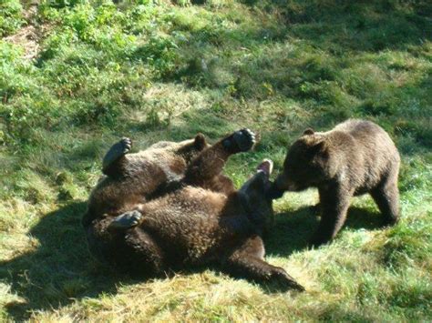 Grizzly bears at play | Grizzly Bear Tours & Whale Watching, Knight Inlet