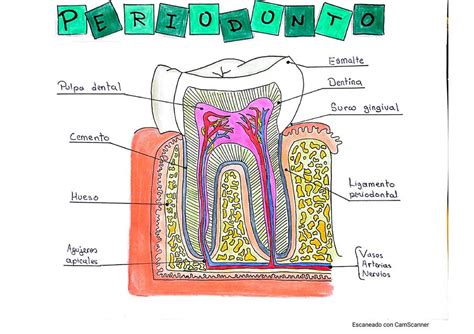 Periodonto Y Sus Partes Dentalgama Notes Udocz