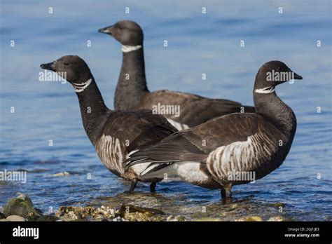 Brant Geese Migration Stop Along The Salish Sea Stock Photo Alamy