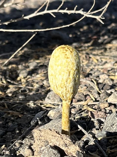 Desert Shaggymane From Wetlands Park Friends Las Vegas NV US On